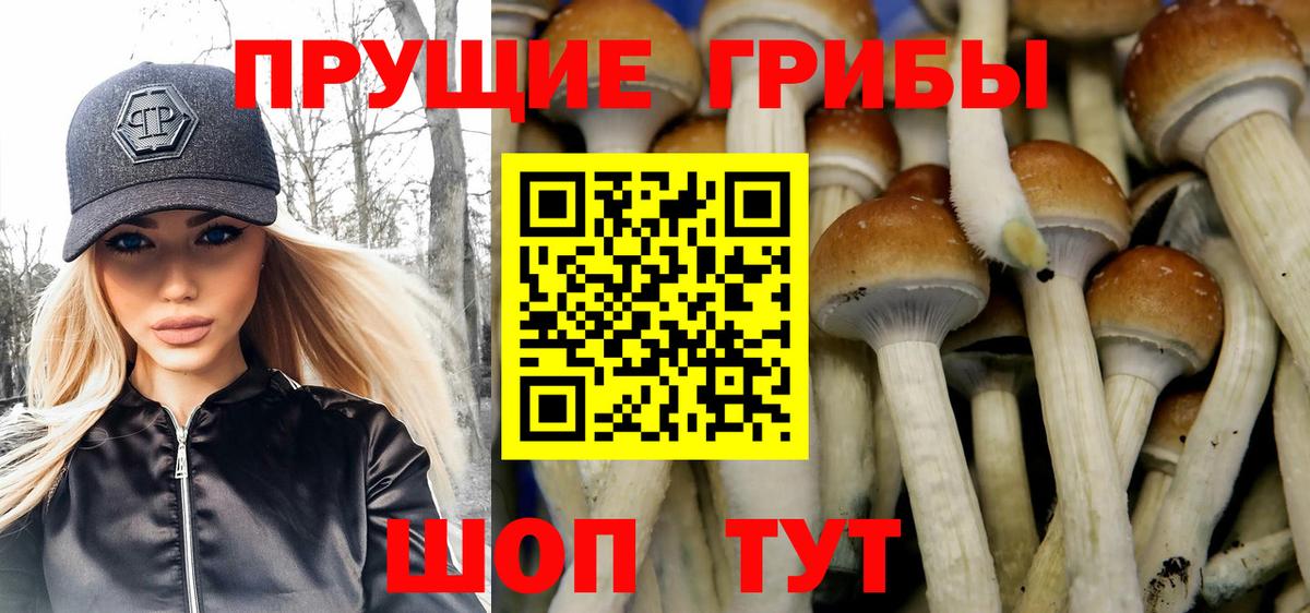 Шарыпово  Галлюциногенные грибы Psilocybine cubensis  Вход с VPN 